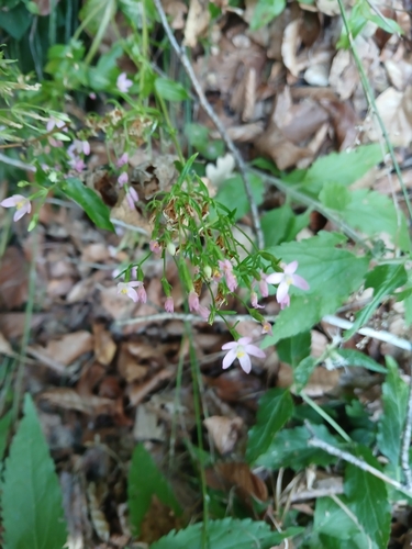 Common centaury