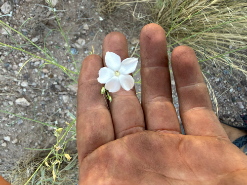 Flaxflowered Ipomopsis
