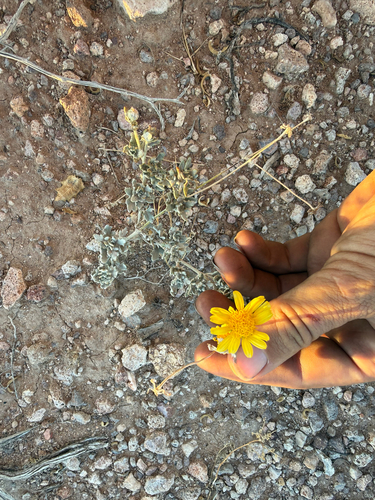 hairyseed bahia