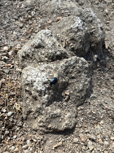 iNaturalist observation photo of Largus