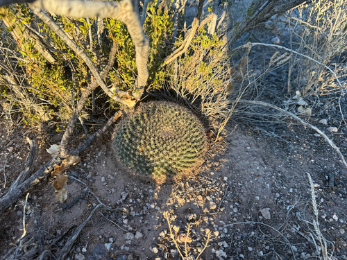 little nipple cactus