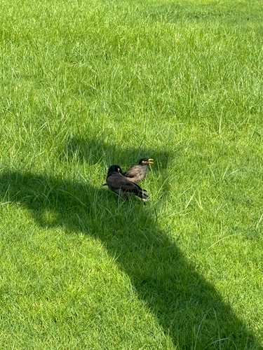 Common Myna