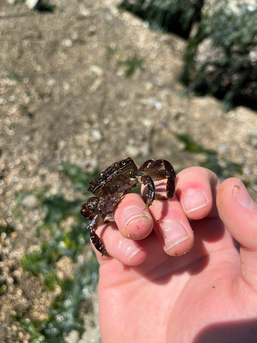 Purple Shore Crab