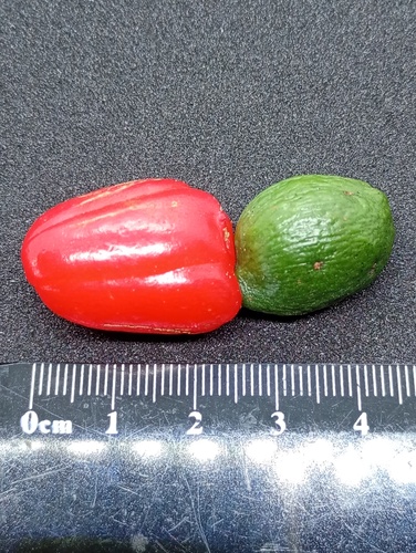 Podocarpus dispermus, photograph 1