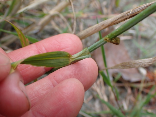 Hordeum brachyantherum, photograph 3