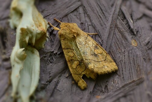 Aspen Twoleaf Tier Moth