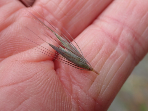 Hordeum brachyantherum, photograph 2