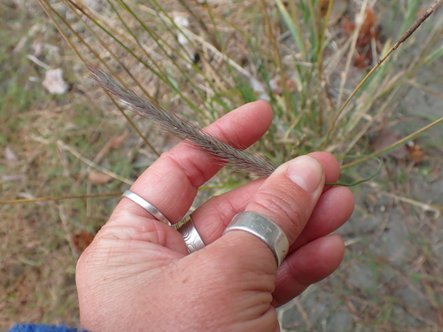 Hordeum brachyantherum, photograph 1