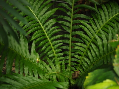 Blechnum brasiliense
