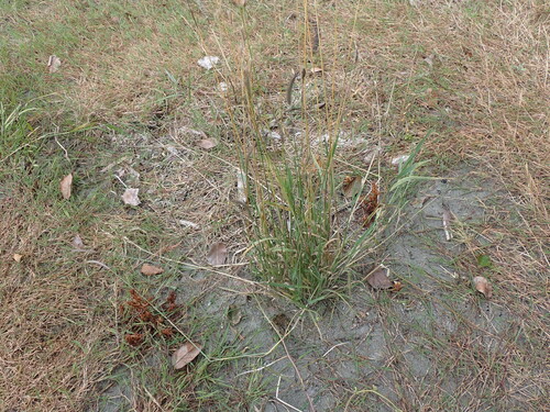 Hordeum brachyantherum