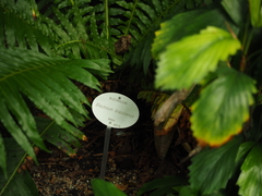 Blechnum brasiliense