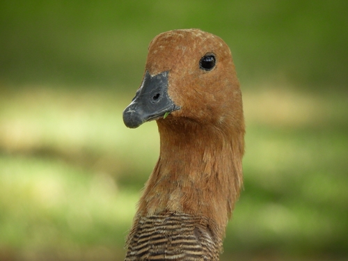 Upland Goose