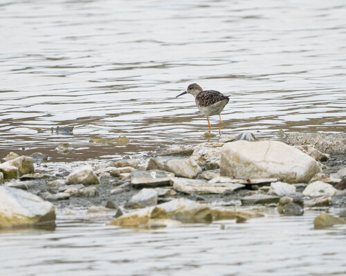 iNaturalist image