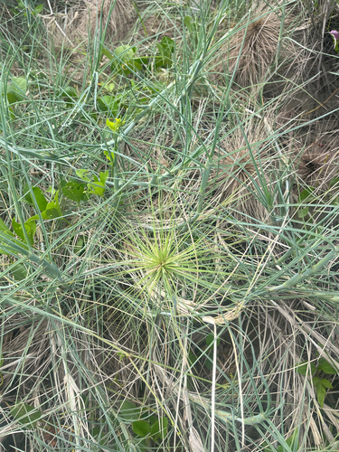 Spinifex littoreus observed 2026-09-09