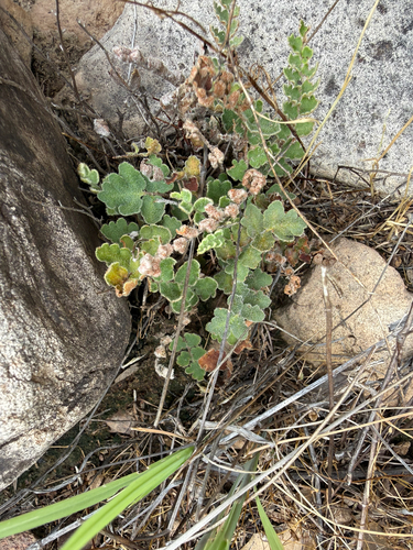 wavy scale cloakfern