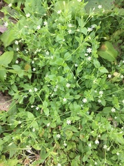 Moehringia trinervia