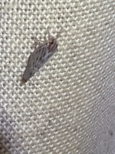 Cedusa maculata