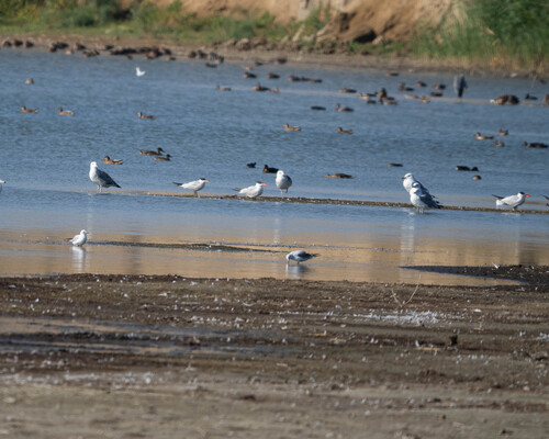 iNaturalist image