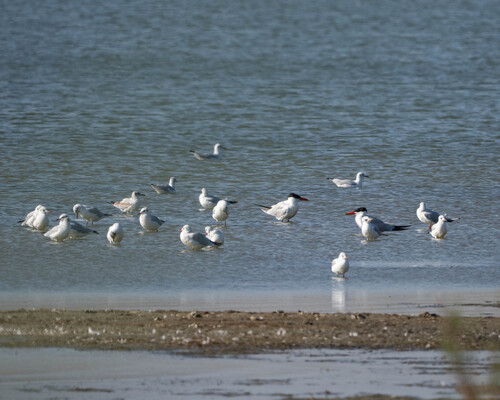 iNaturalist image