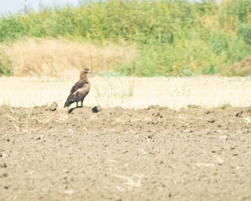 Lesser Spotted Eagle