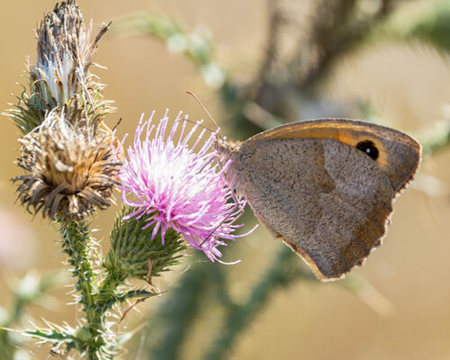 Meadow Brown