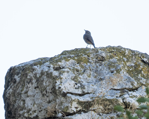 Black Redstart