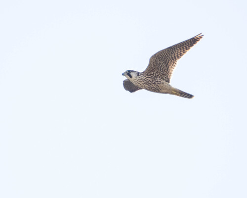 Peregrine Falcon