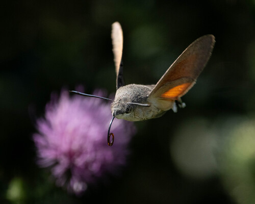 Eurasian Hummingbird Hawkmoth