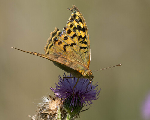 Cardinal Butterfly