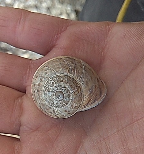 Iberus alonensis