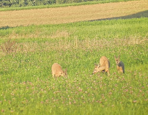 Western Roe Deer