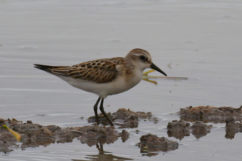 iNaturalist image