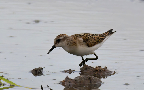 iNaturalist image