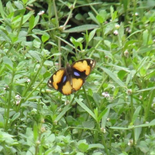 Yellow Pansy