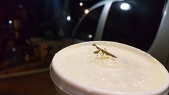 Callimantis antillarum