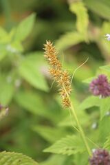 Carex otrubae, photograph (c) Andrew Thomas, some rights reserved (CC BY-SA)