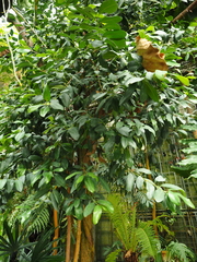 Pimenta racemosa