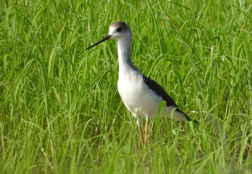 iNaturalist image