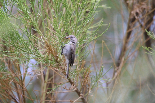 Verdin