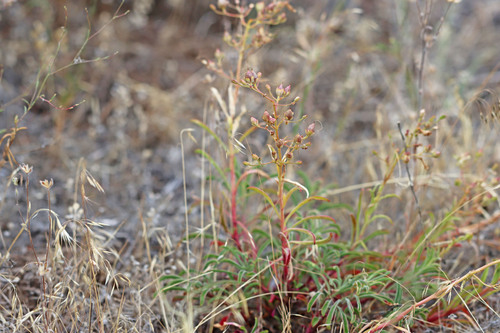 Roezl's penstemon