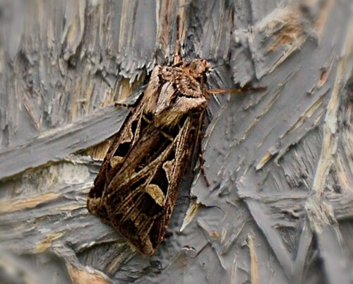 Dingy Cutworm Moth