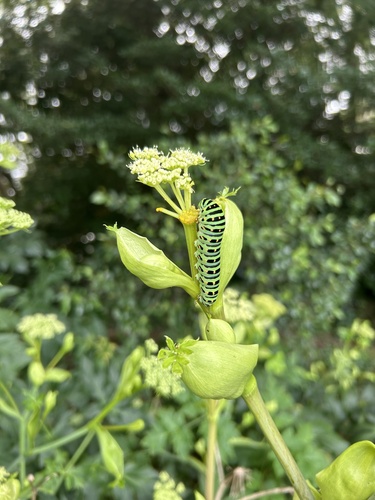 Japanese Common Swallowtail