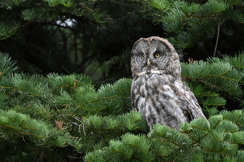 iNaturalist observation photo of Great Gray Owl