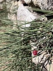 Ephedra distachya