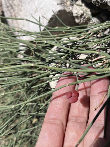 Ephedra distachya, photograph 2