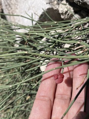 Ephedra distachya, photograph (c) Наталья Пикалова, some rights reserved (CC BY)