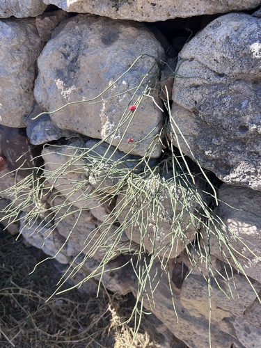 Ephedra distachya, photograph 3