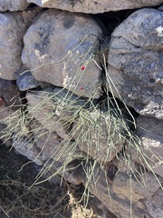 Ephedra distachya, photograph (c) Наталья Пикалова, some rights reserved (CC BY)