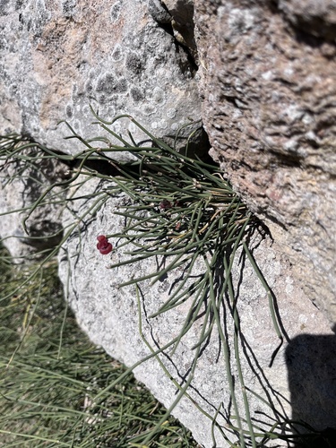Ephedra distachya, photograph 4