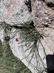Ephedra distachya, photograph (c) Наталья Пикалова, some rights reserved (CC BY)